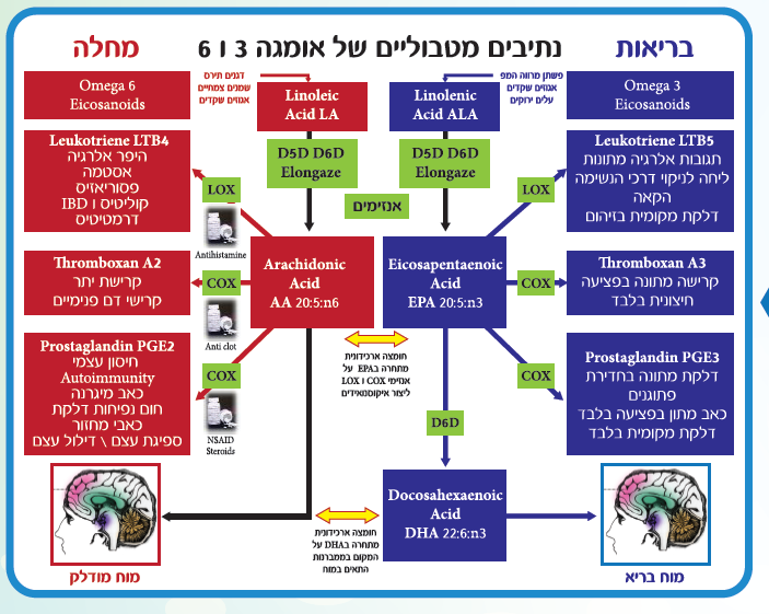 : המסלול המטבולי של משפחת אומגה 3 (כחול) ומשפחת אומגה 6 (אדום)                                   וההשפעה הבריאותית בהפעלת 2 מסלולים אלו